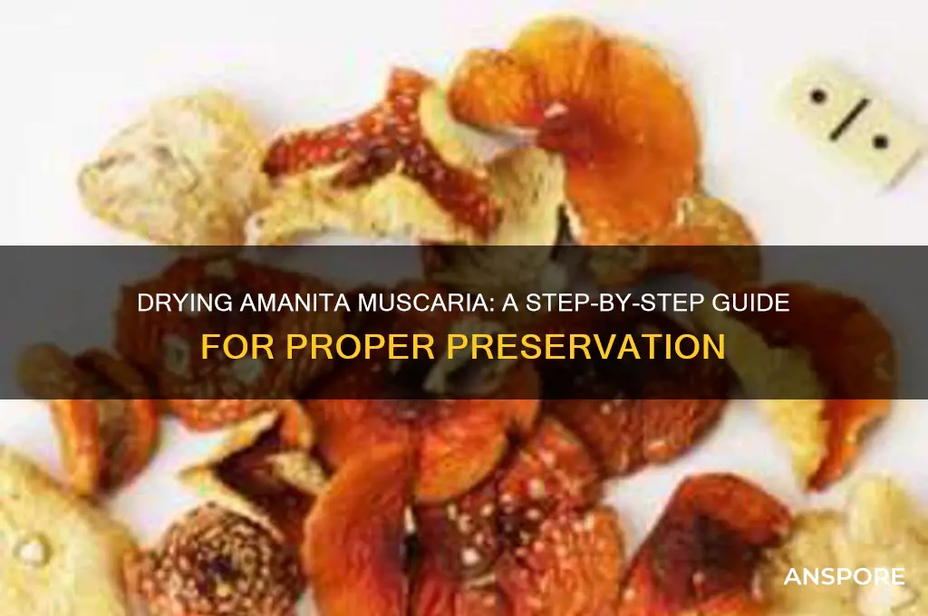 how to dry amanita muscaria mushrooms