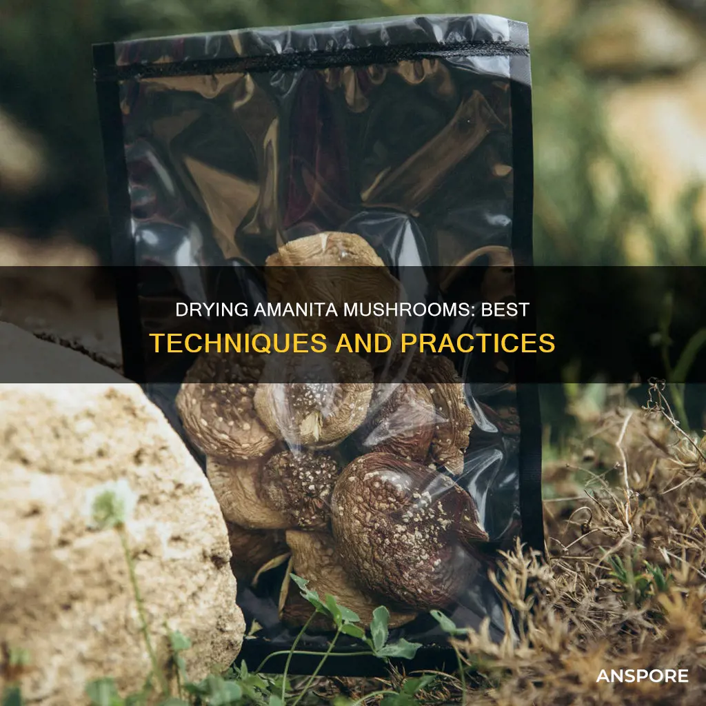 how to dry amanita mushroom