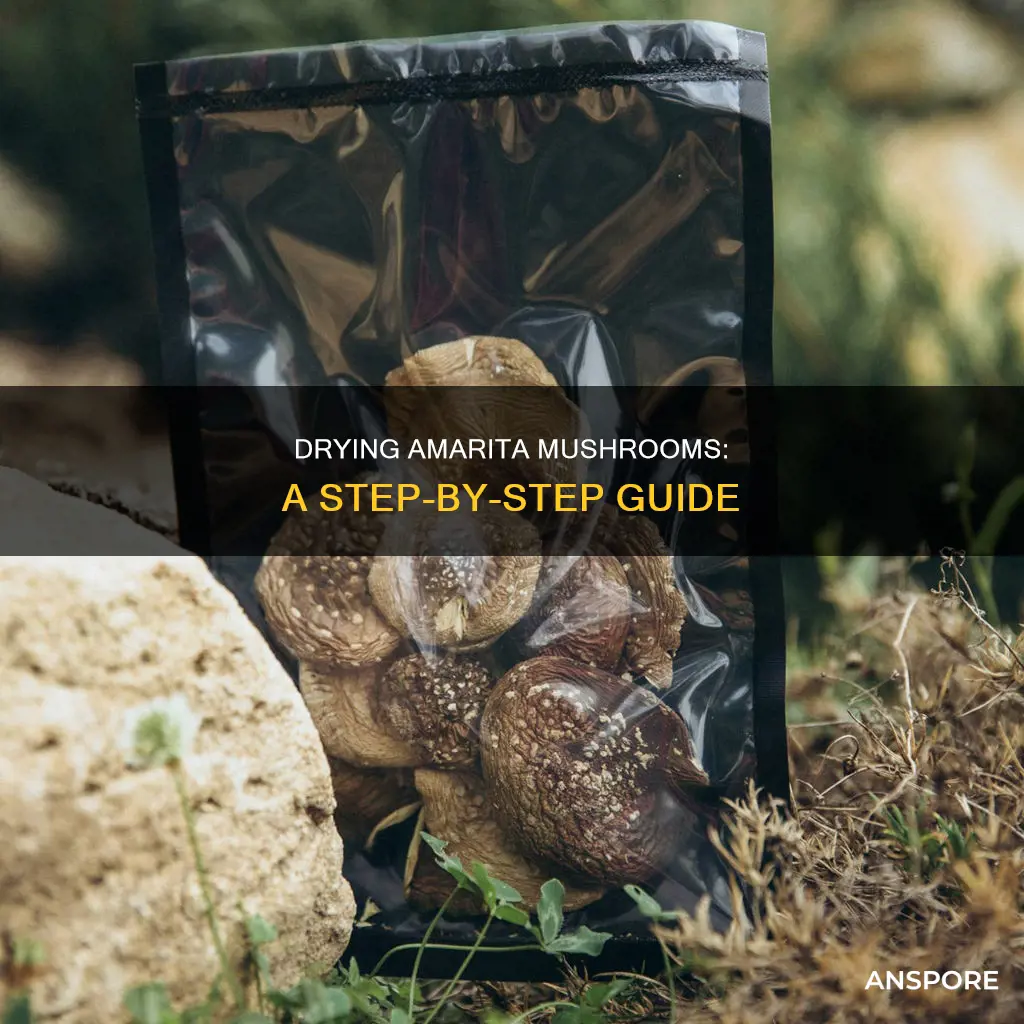 how to dry amarita mushrooms