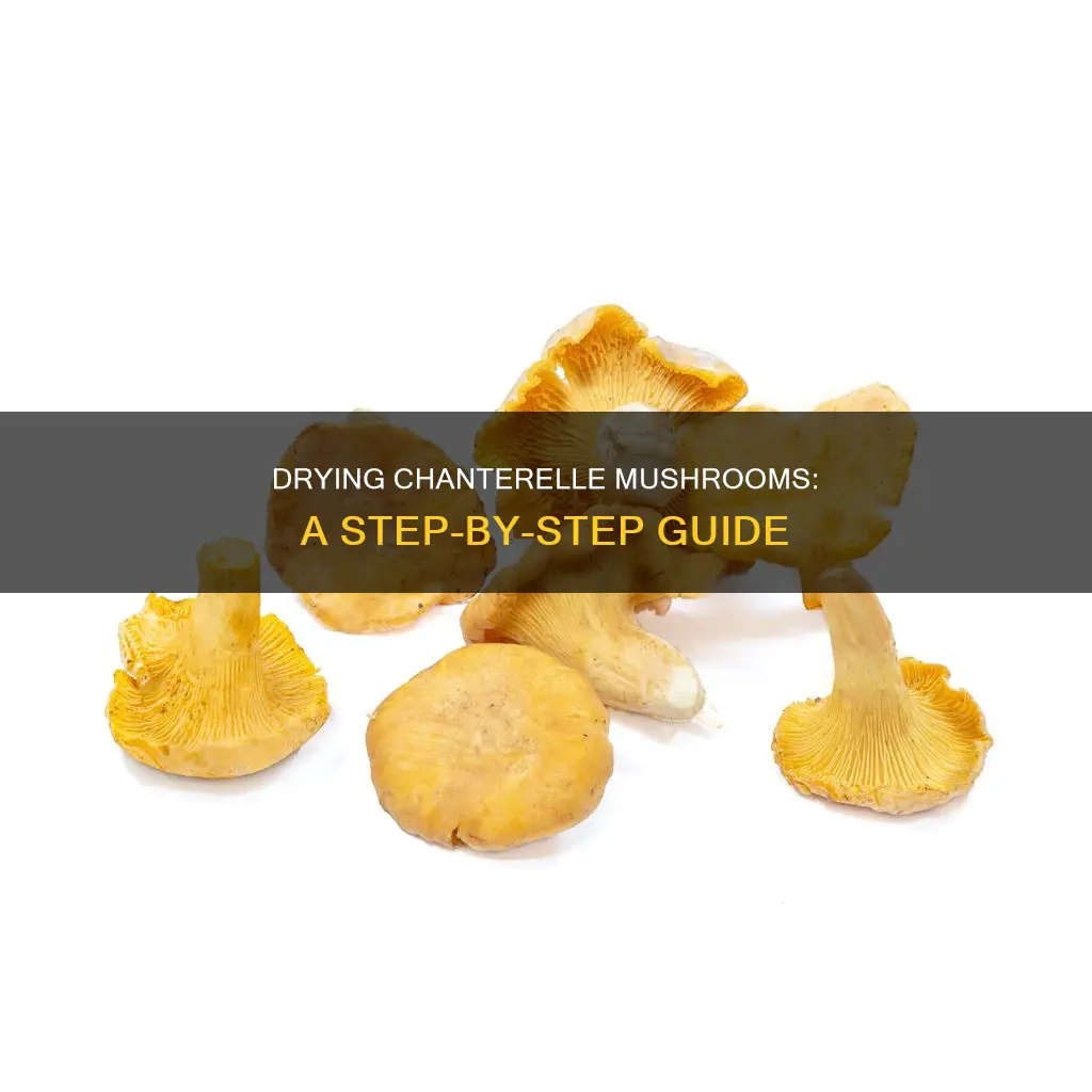 how to dry chanterelle mushroom