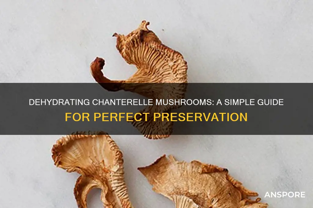 how to dry chanterelle mushrooms in a dehydrator