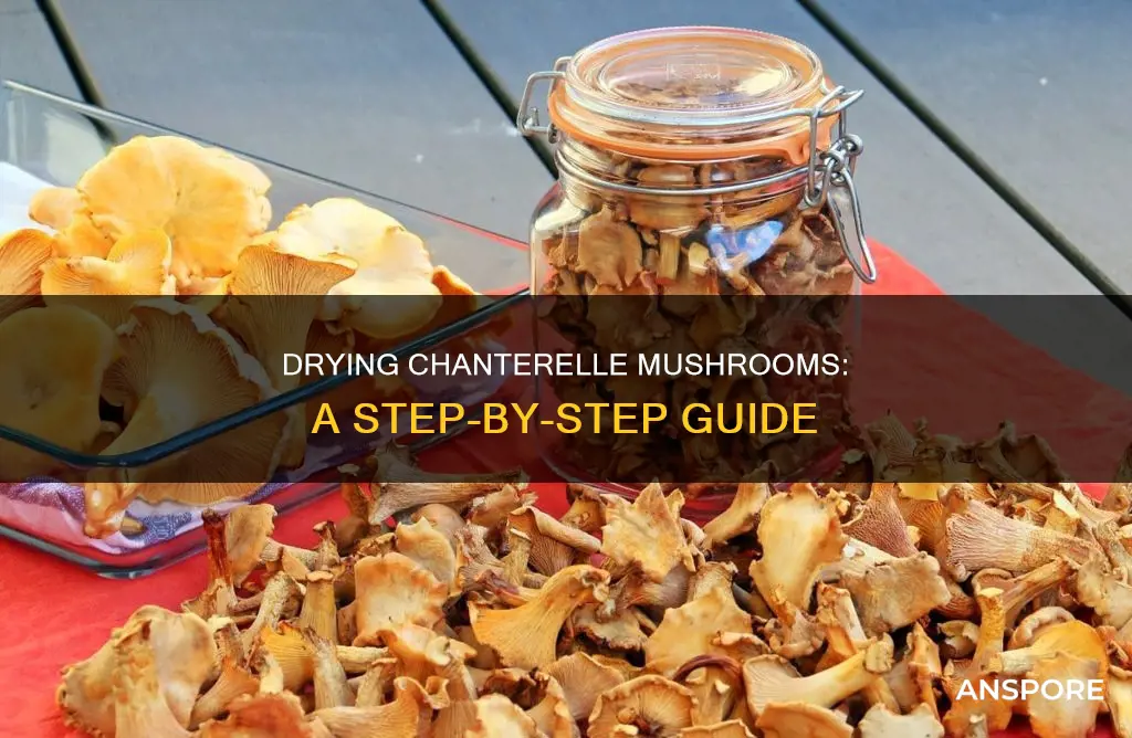 how to dry chanterelle mushrooms