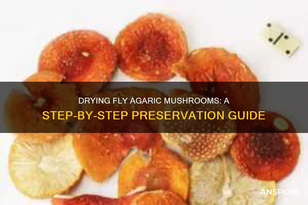 how to dry fly agaric mushrooms