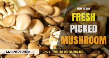 Quick Guide to Perfectly Drying Freshly Picked Mushrooms at Home
