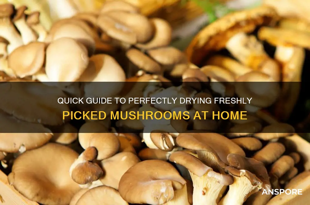 how to dry fresh picked mushrooms