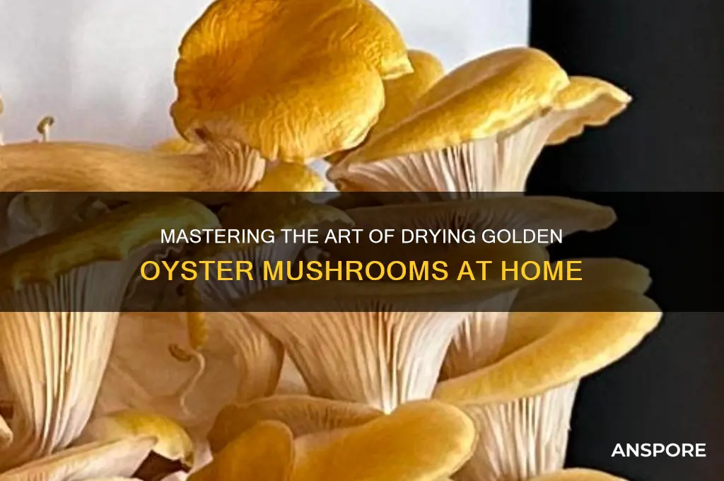 how to dry golden oyster mushrooms