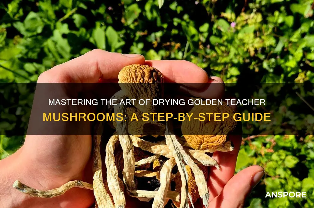 how to dry golden teacher mushrooms