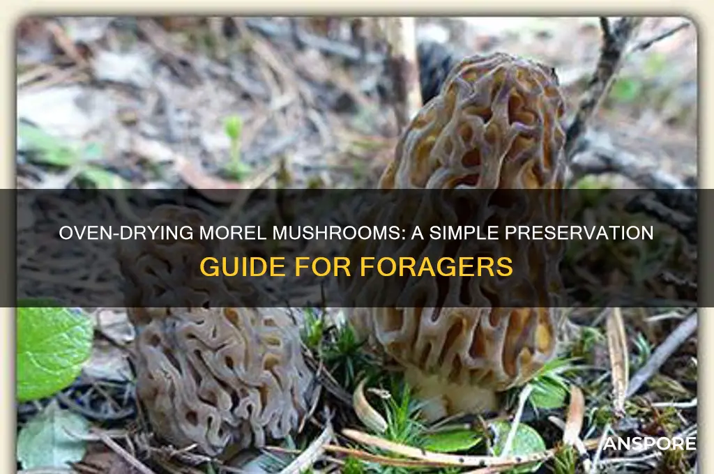 how to dry morel mushrooms in oven