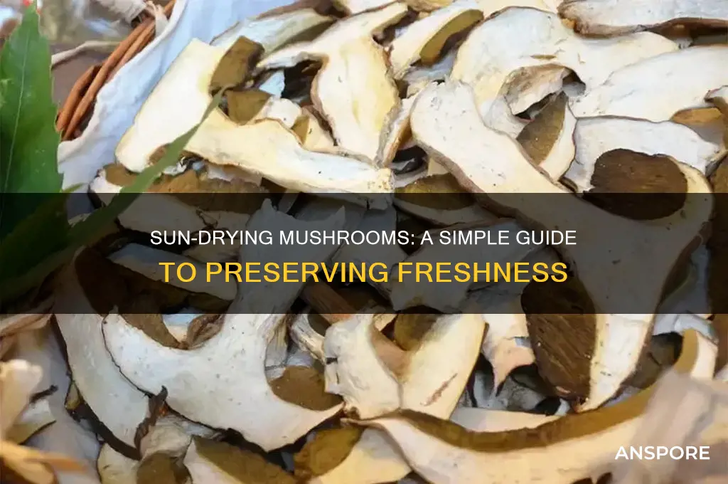 how to dry mushroom in sun