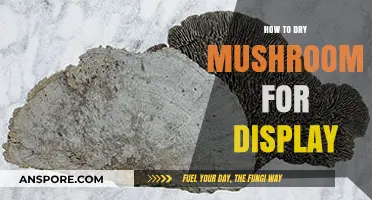 Preserving Nature's Art: A Guide to Drying Mushrooms for Display