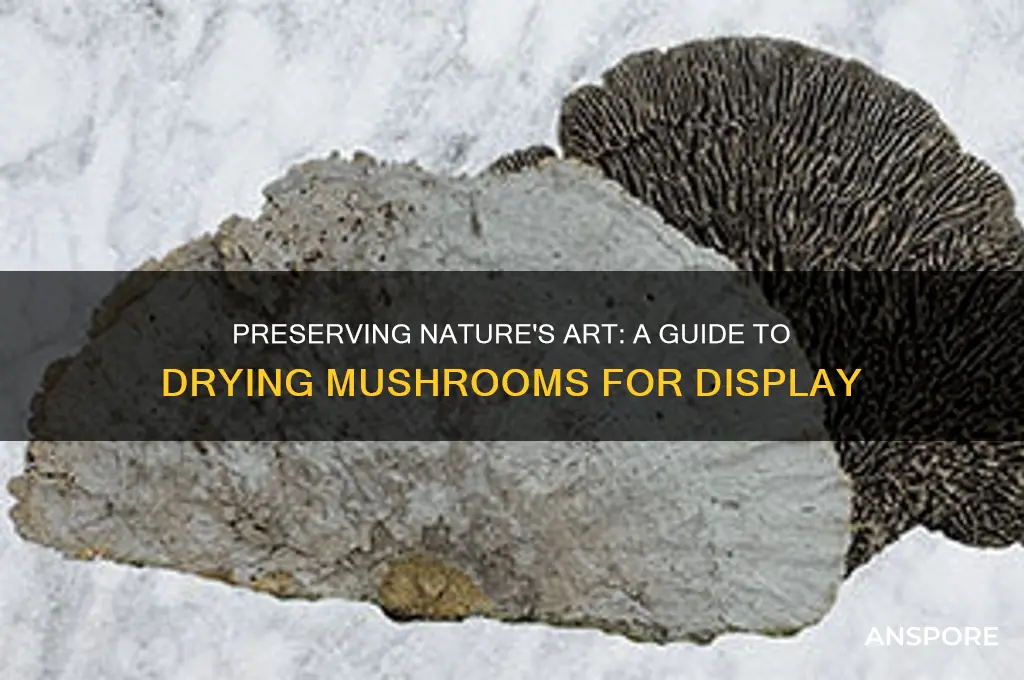 how to dry mushrooms for display