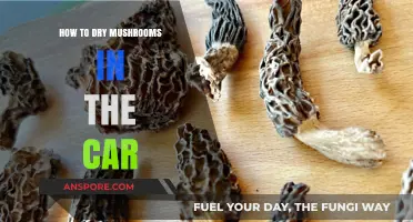 Sun-Dried Mushrooms on the Go: Car Drying Guide