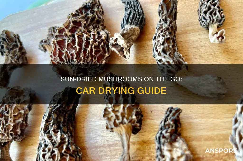 how to dry mushrooms in the car