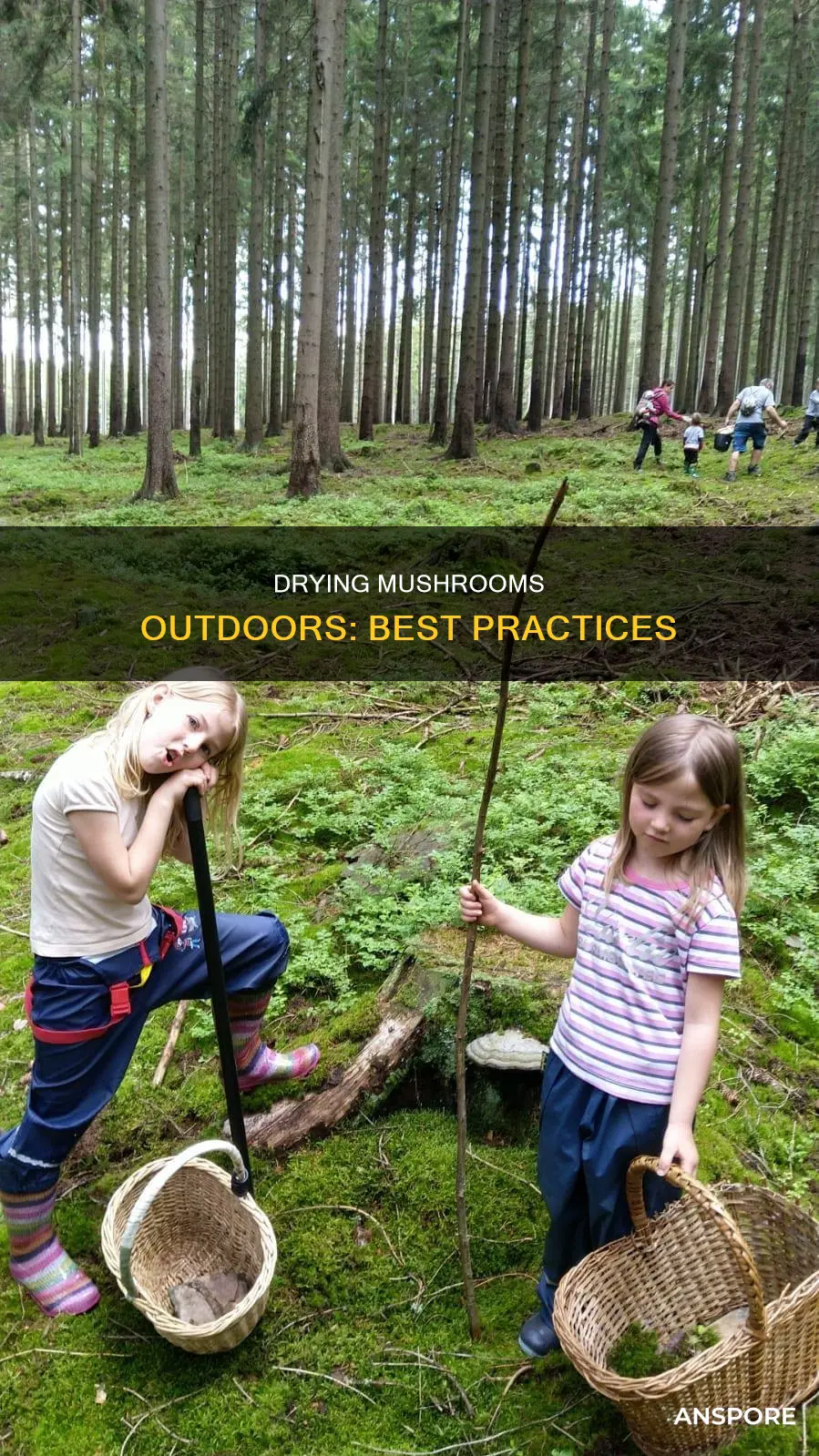 how to dry mushrooms outdoors