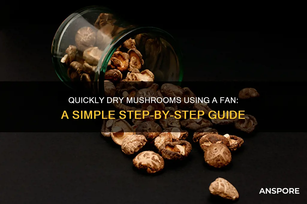 how to dry mushrooms with a fan