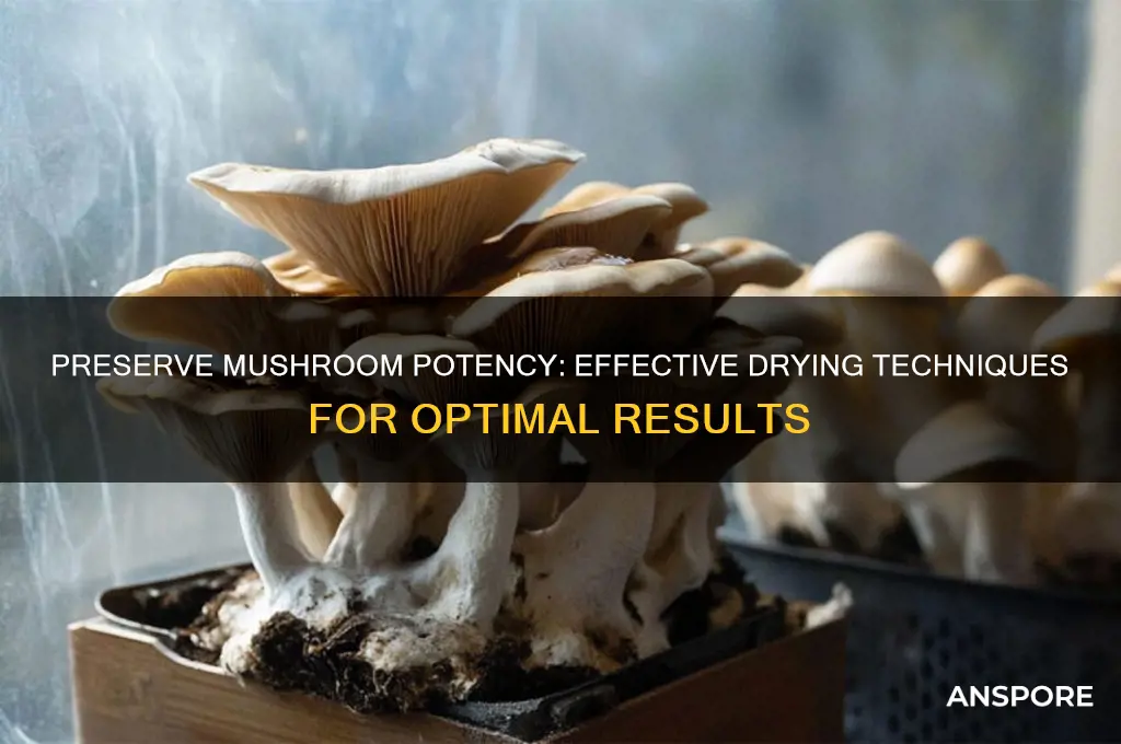 how to dry mushrooms without losing potency