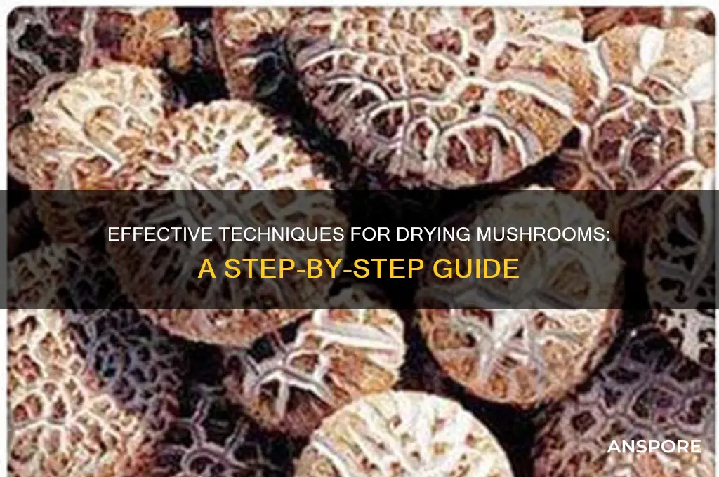 how to dry out a mushroom