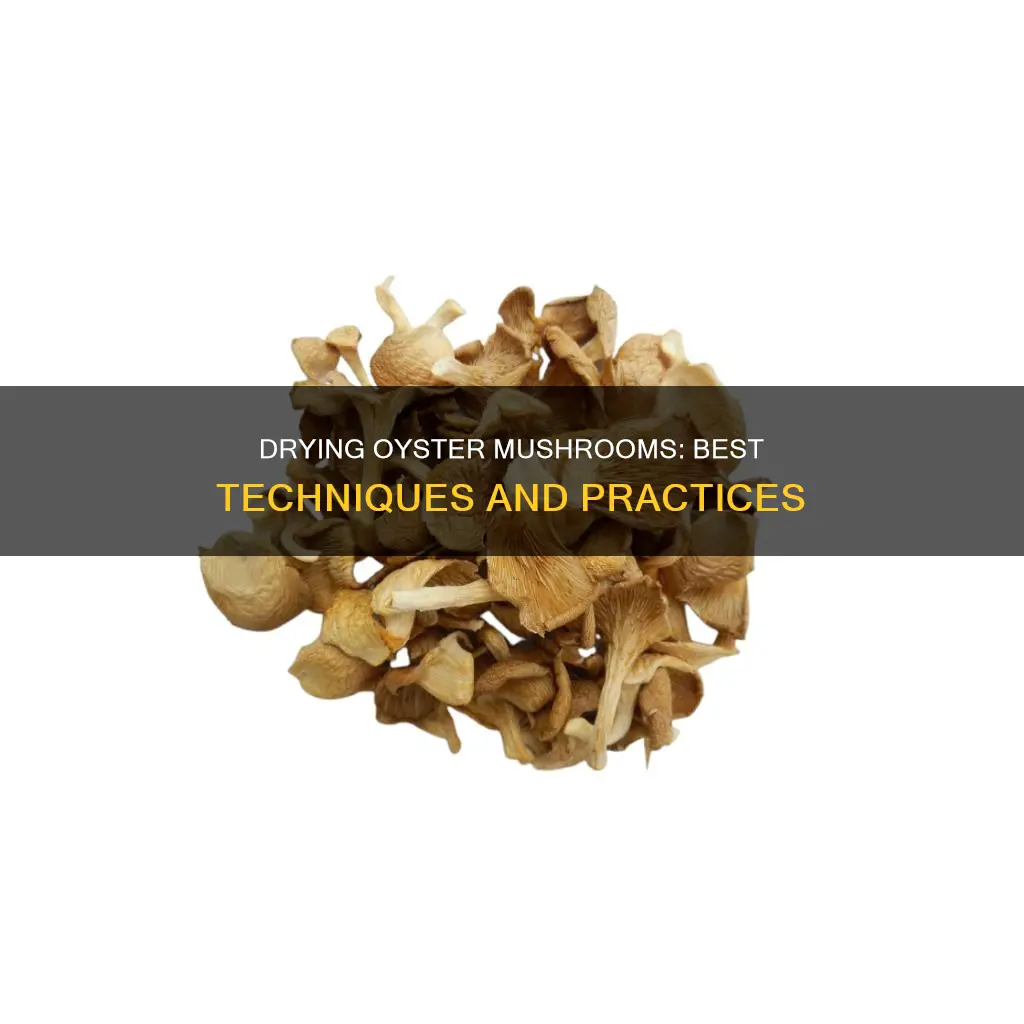 how to dry oyster mushroom