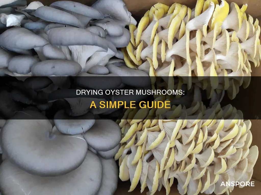 how to dry oyster mushrooms