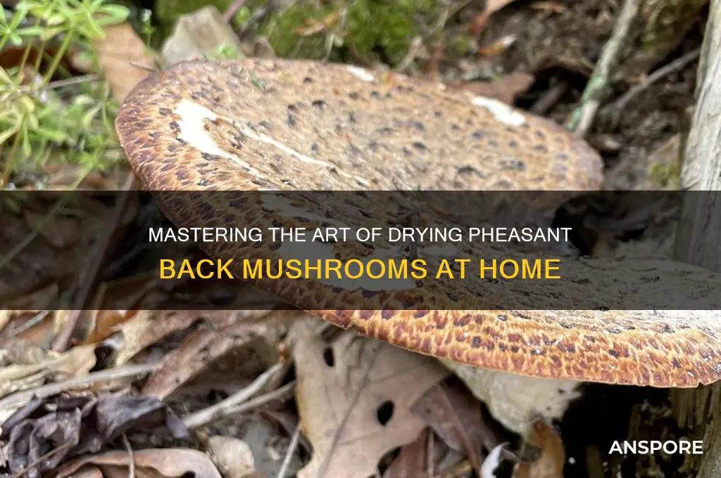 how to dry pheasant back mushrooms