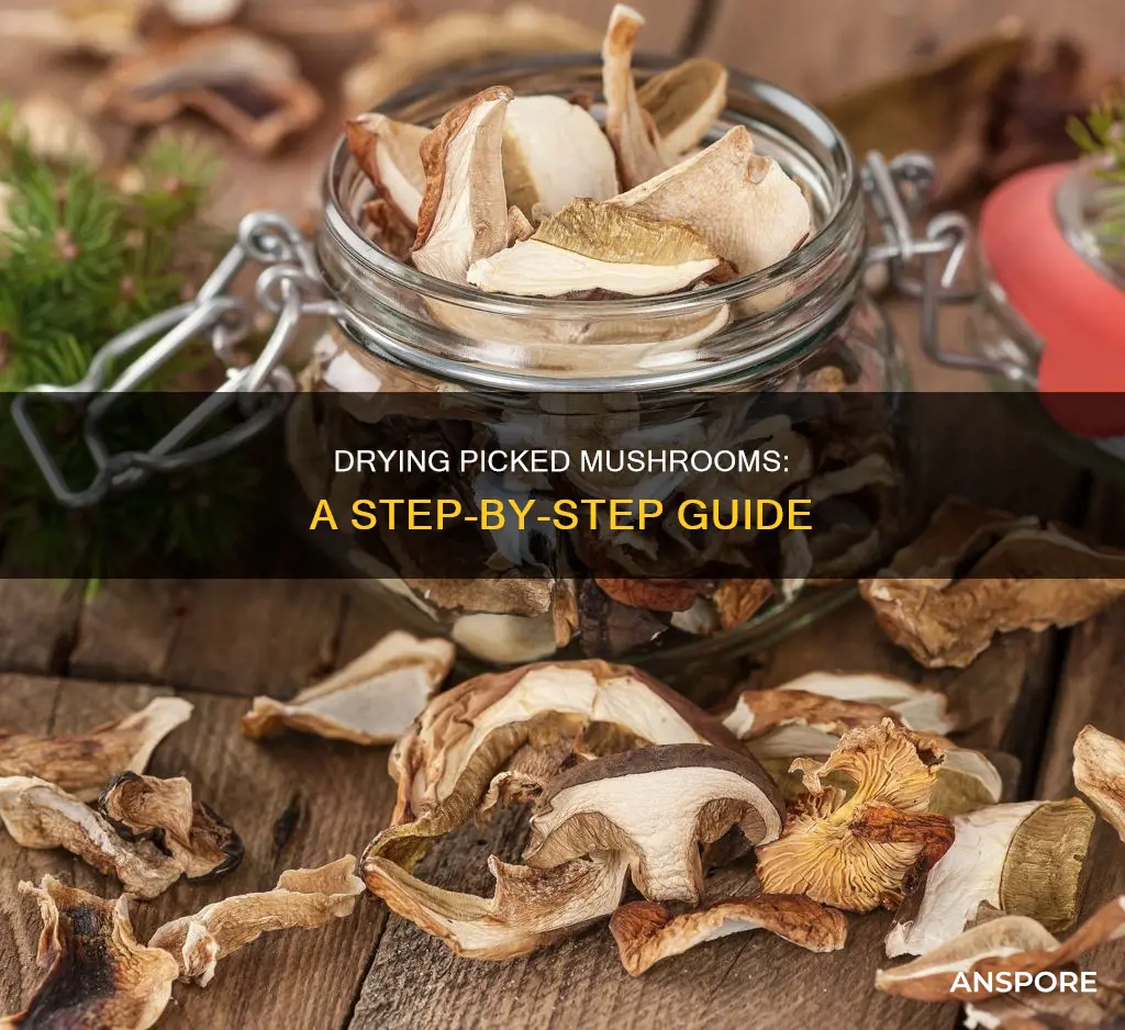 how to dry picked mushrooms