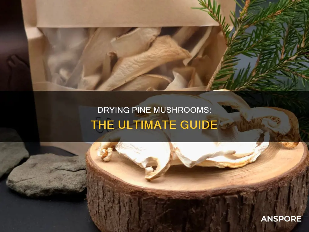 how to dry pine mushrooms