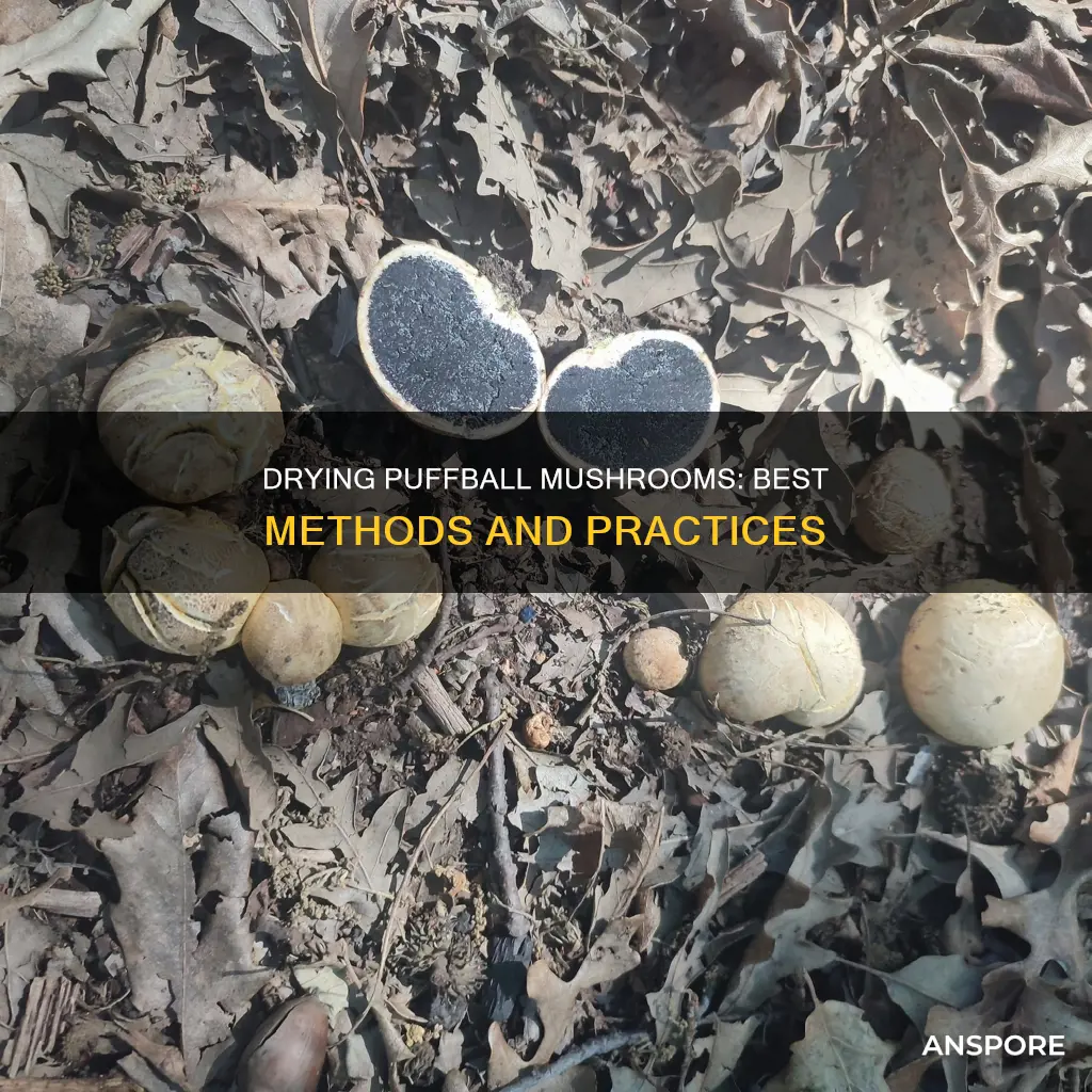 how to dry puffball mushrooms