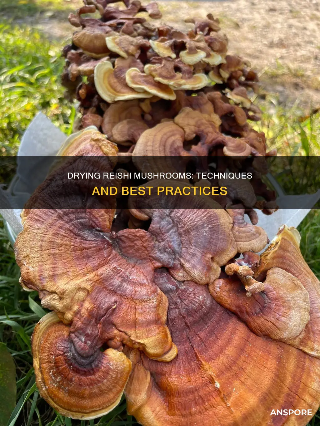 how to dry reishi mushroom