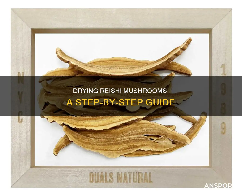 how to dry reishi mushrooms
