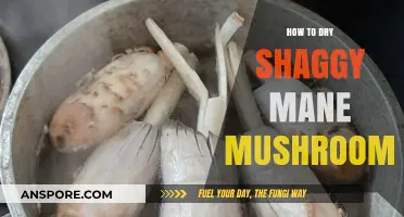 Mastering the Art of Drying Shaggy Mane Mushrooms for Longevity