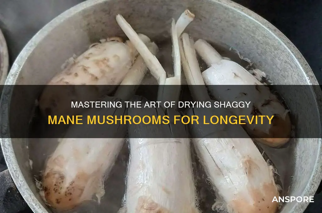 how to dry shaggy mane mushrooms