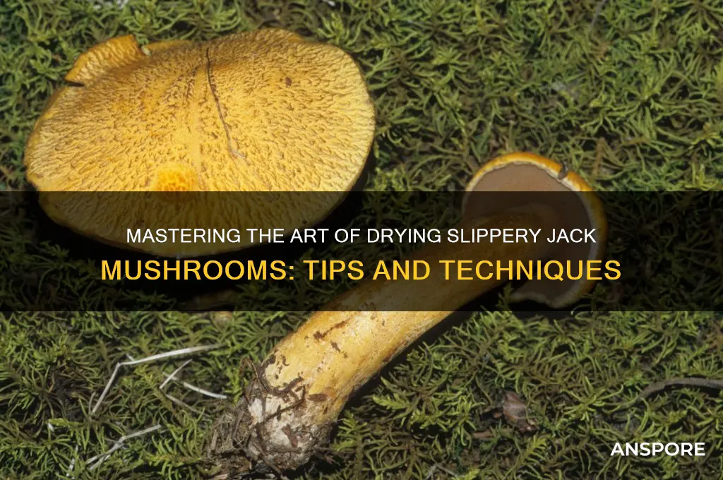how to dry slippery jack mushrooms
