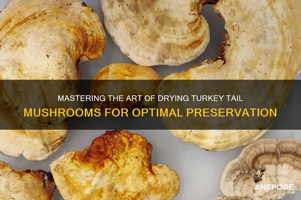 how to dry turkey tail mushrooms