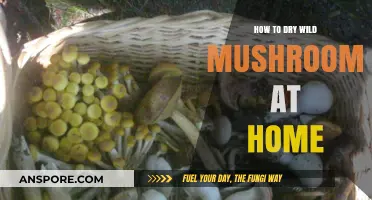 Mastering the Art of Drying Wild Mushrooms at Home