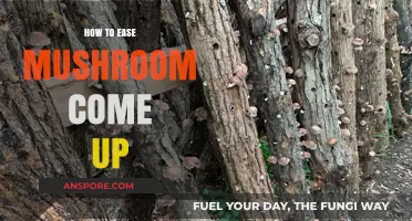 Smooth Mushroom Come Up: Tips for a Comfortable Psychedelic Experience