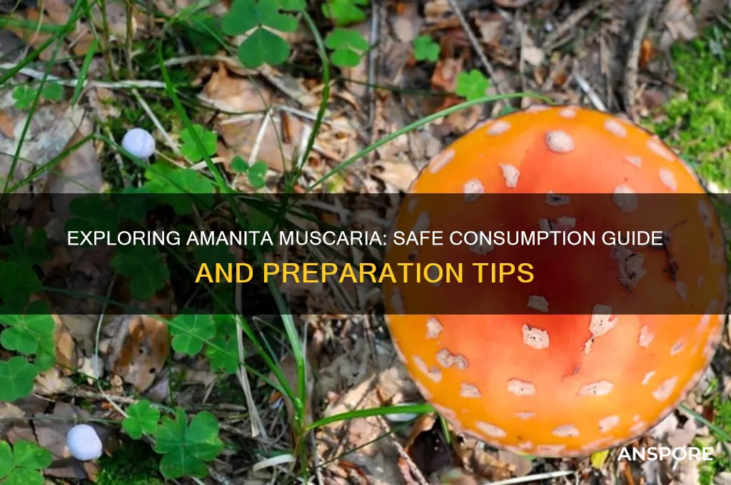 how to eat amanita muscaria mushrooms