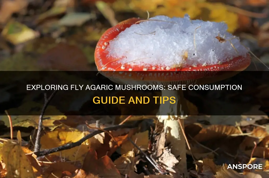 how to eat fly agaric mushrooms