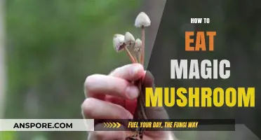 A Beginner's Guide to Safely Consuming Magic Mushrooms