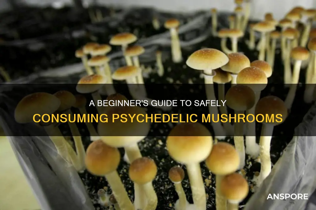 how to eat psychedelic mushrooms