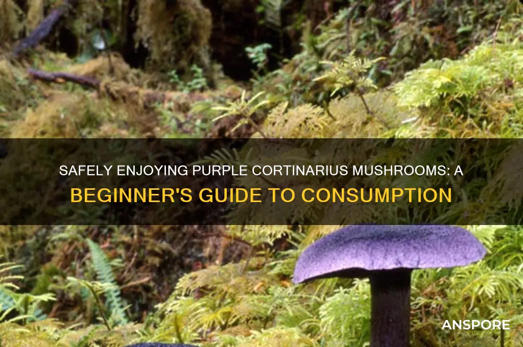 how to eat purple cortinarius mushroom