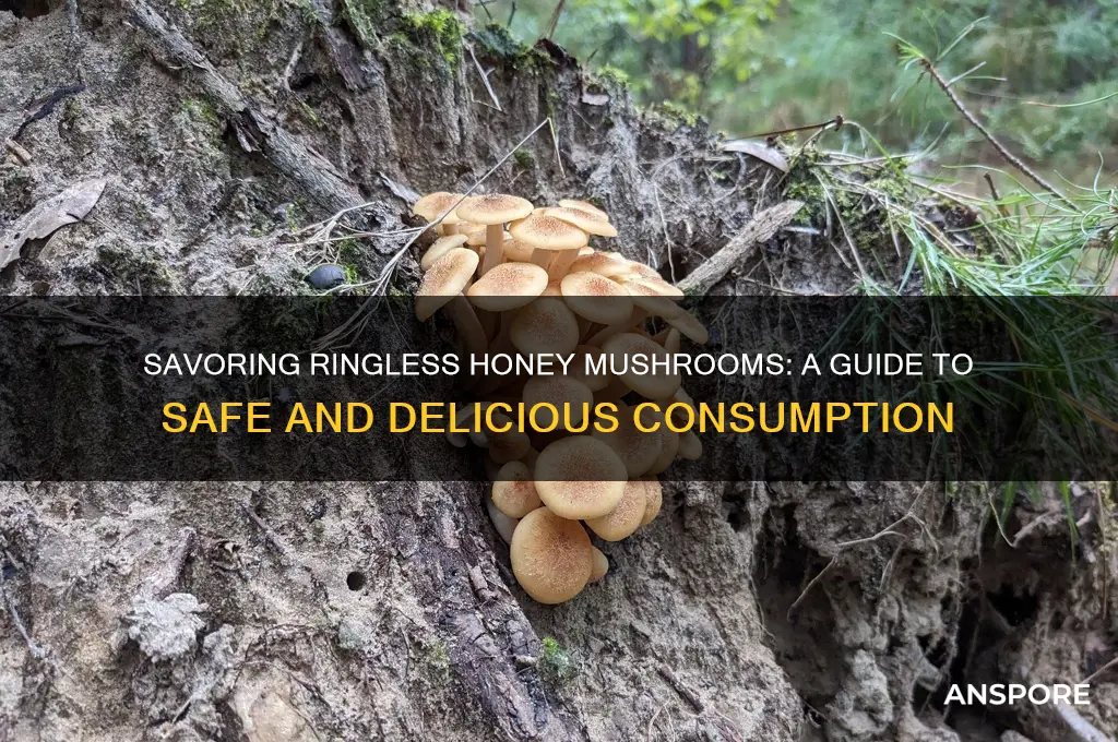 how to eat ringless honey mushroom