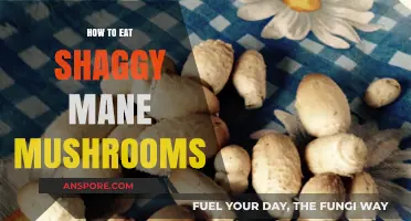 Savoring Shaggy Mane Mushrooms: A Guide to Safe and Delicious Consumption