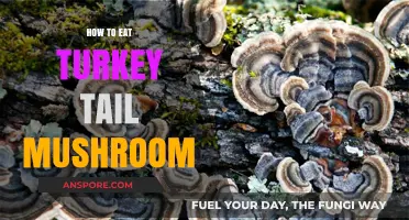 Discover the Benefits and Best Ways to Eat Turkey Tail Mushroom