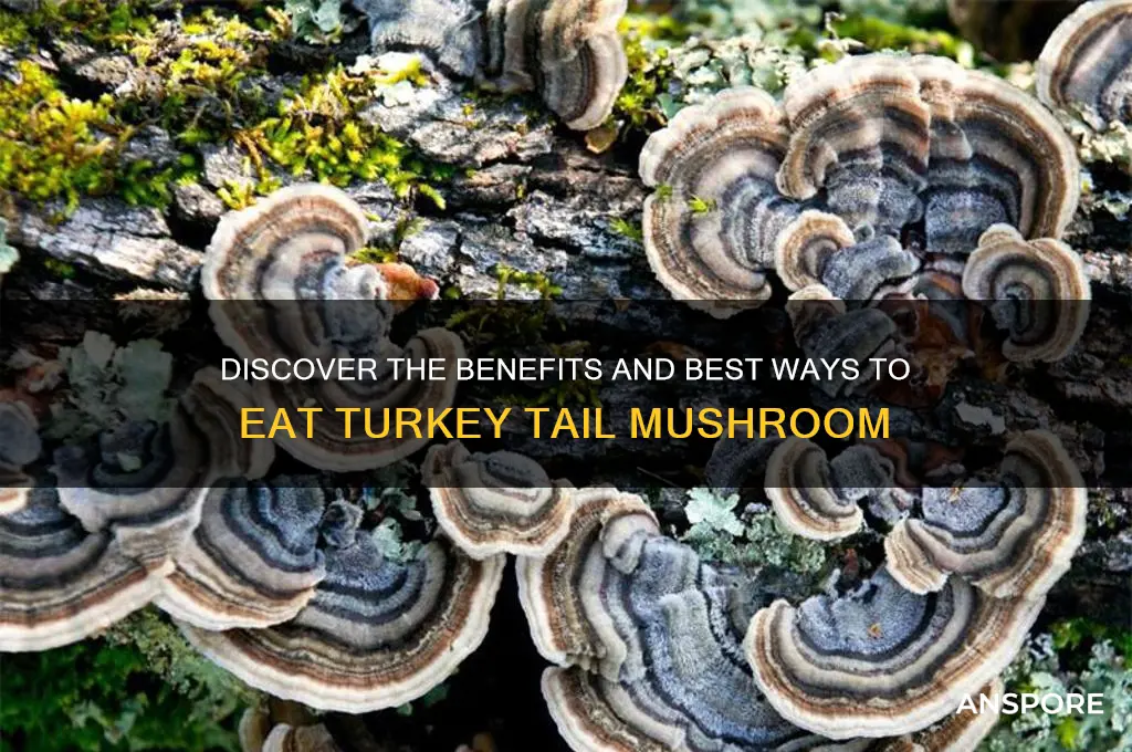 how to eat turkey tail mushroom