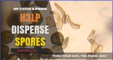 Elaters in Sporangia: Unlocking Efficient Fungal Spore Dispersal Mechanisms