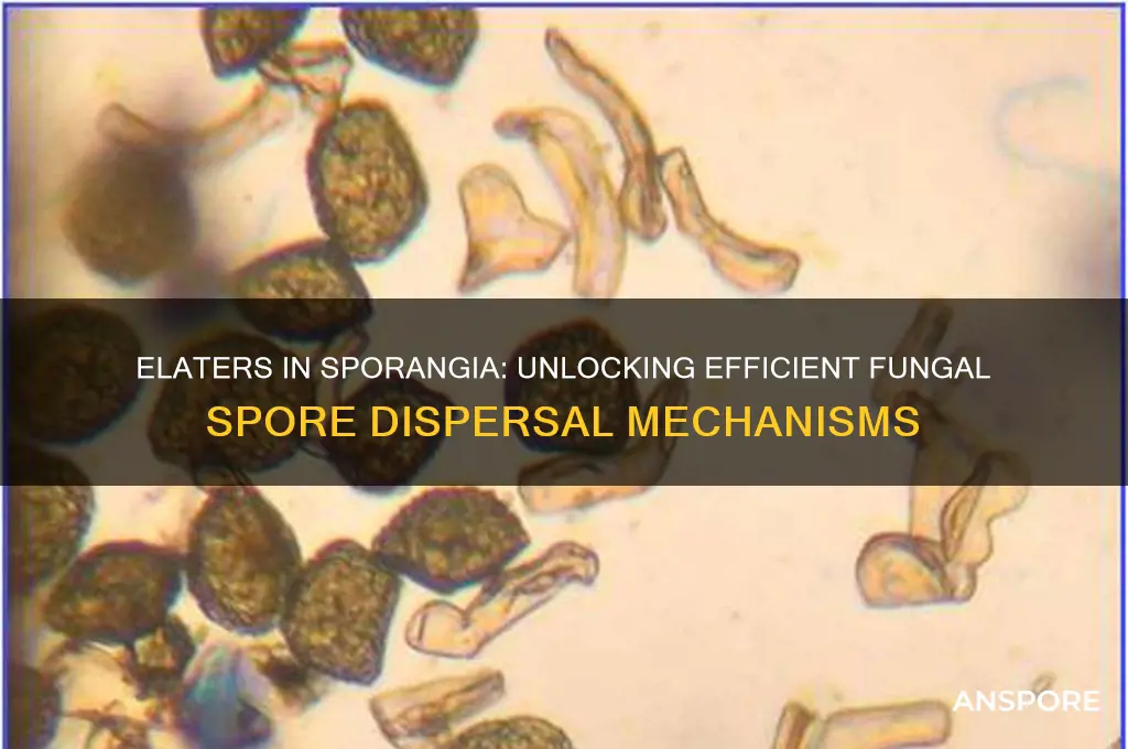 how to elaters in sporangia h3lp disperse spores