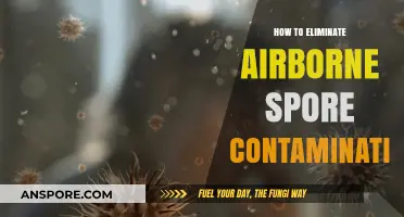 Effective Strategies to Eliminate Airborne Spore Contamination in Indoor Spaces