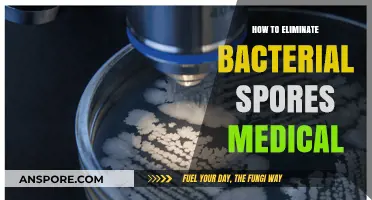 Effective Strategies to Eradicate Bacterial Spores in Medical Environments