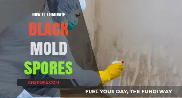 Effective Strategies to Eliminate Black Mold Spores Safely and Permanently