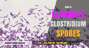 Effective Strategies to Eliminate Clostridium Spores in Various Environments